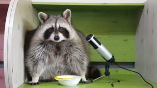 Raccoon's crunching snacks and eating them deliciously.