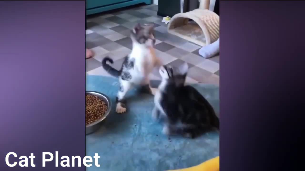 Best funny cats videos compilation 2021