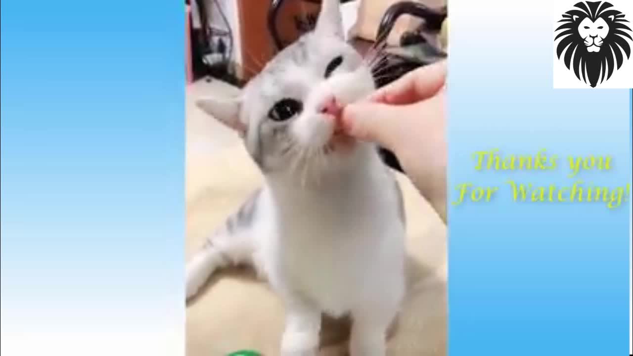 Adorable Cat knows how to ask for tips