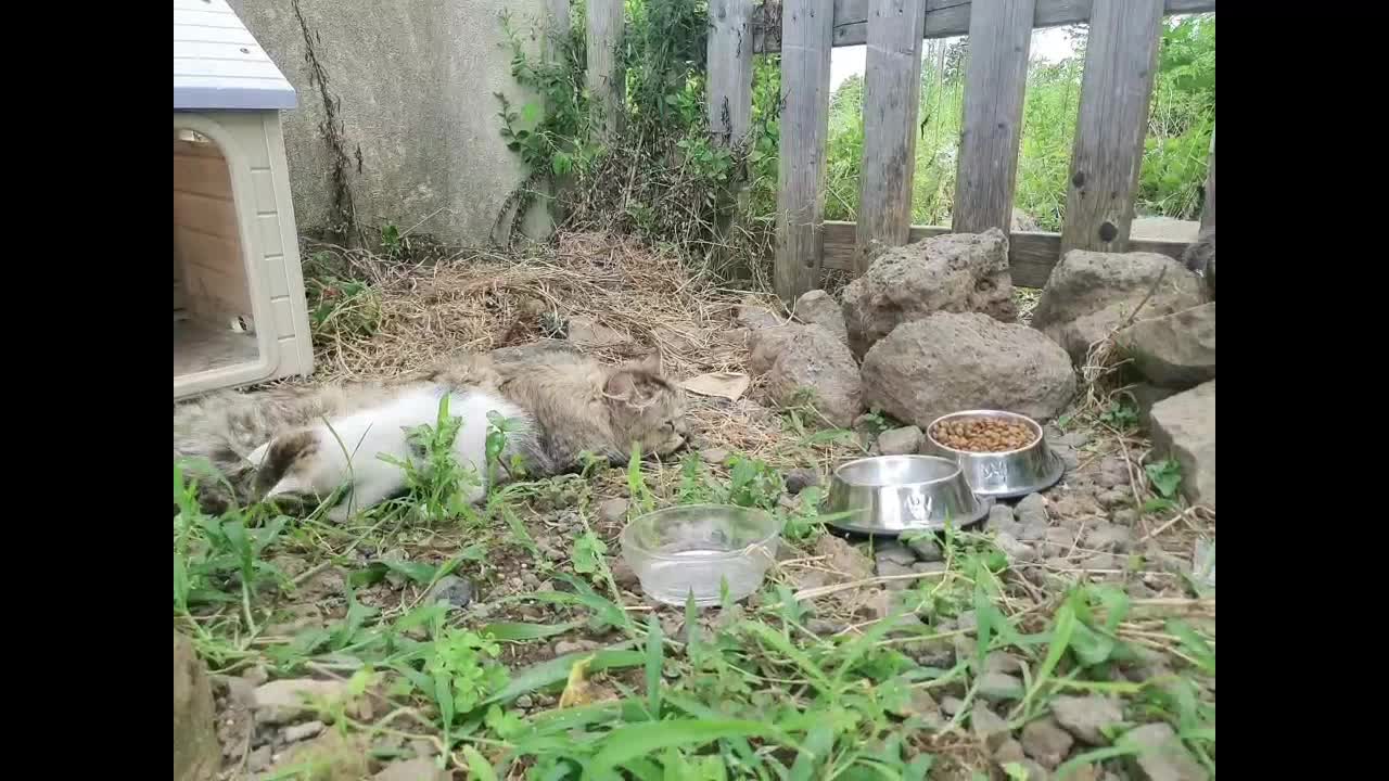 The kitten's cuteness