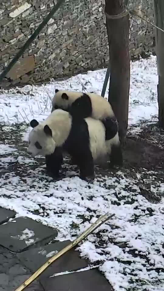 Snow Day with pandas ❄️