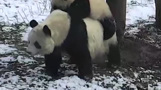 Snow Day with pandas ❄️