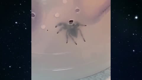 Funny spider