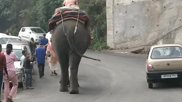 Now what this lovely elephant do.