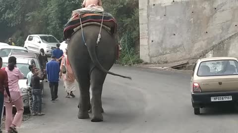 Now what this lovely elephant do.