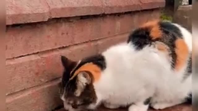 # Shorts Cats Videos | Cute Cats Viral Videos 🤓