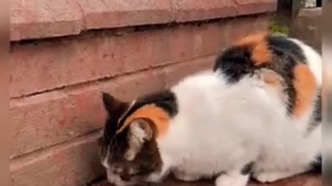 # Shorts Cats Videos | Cute Cats Viral Videos 🤓