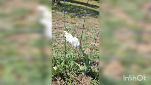 Short video showing what is growing in my garden 😊🏡