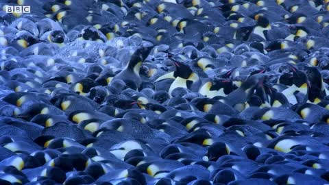Animals vs Nature | Top 5 | BBC Earth
