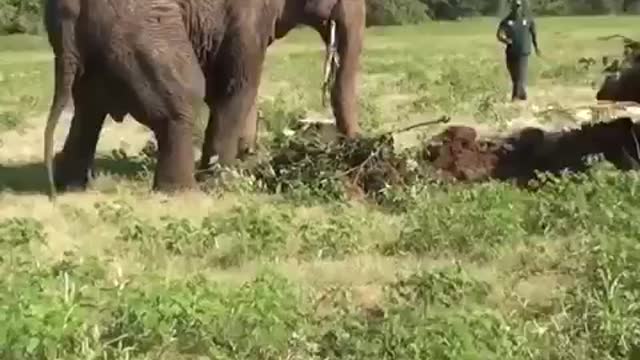 Injured Wild Elephant