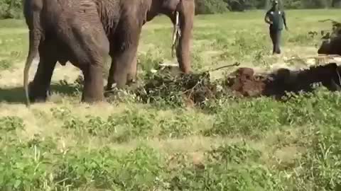 Injured Wild Elephant