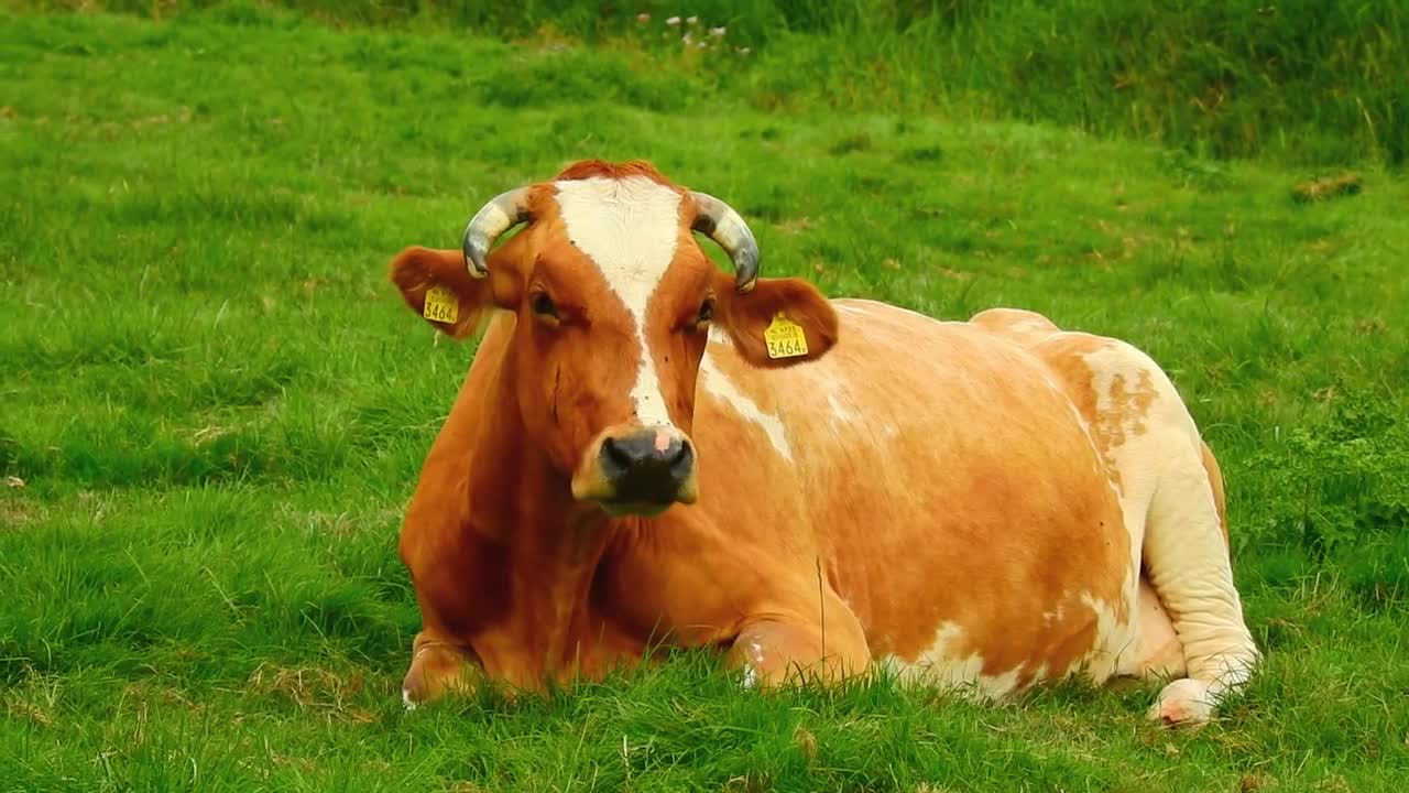 Cow testing and resting