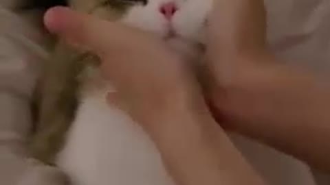 Cute cat playing at home, Lovely cat funny 7