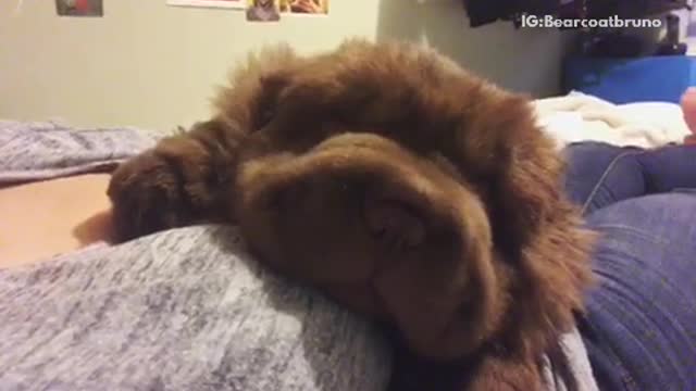 Brown sharpei puppy laying on womans chest sleeping and snoring