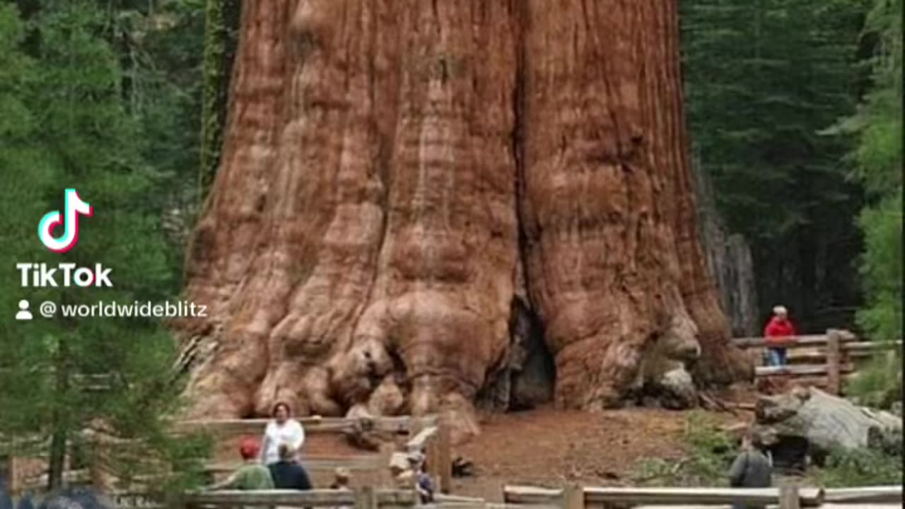 Ancient Giant Trees Connection To Aborginal Of America