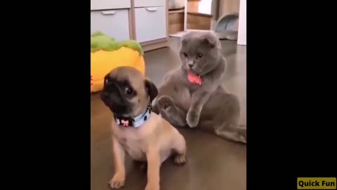 Dogs and Cats Very Funny Videos