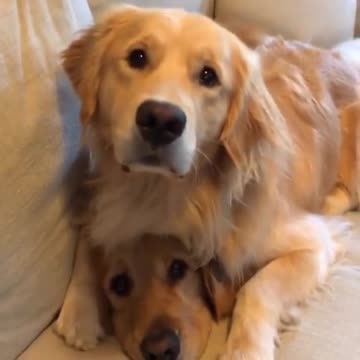 Cats hired someone to vacuum the floor