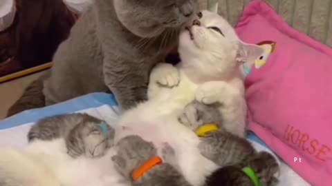 Cute cats love