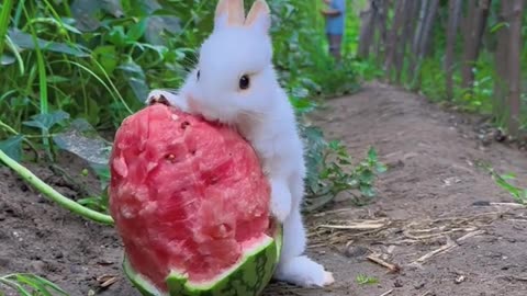 Cute rabbit