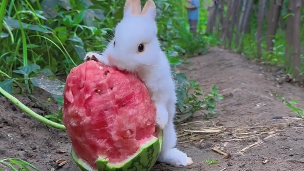 Cute rabbit