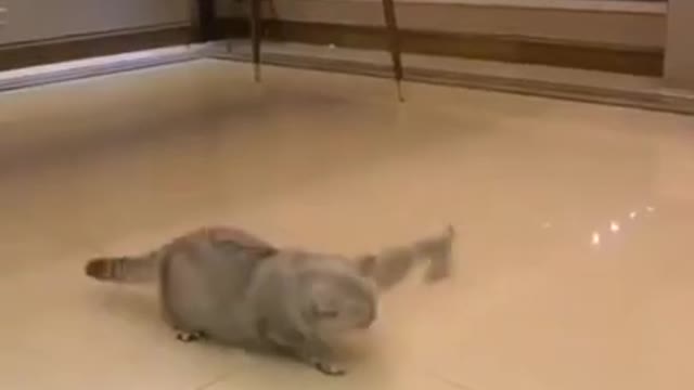 Try not to laugh