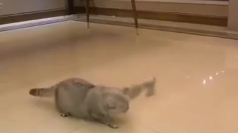 Try not to laugh