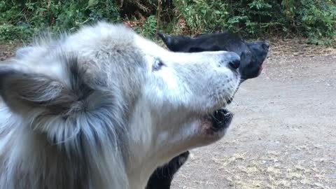 Wolfdogs howling together