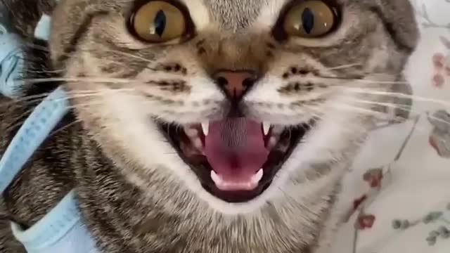 Funny video of cats