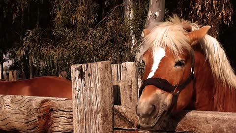 Horses in the farm