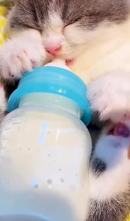 Cute cat enjoying milk