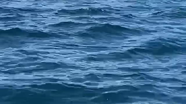 Humpback Whale watching calf and her mother.