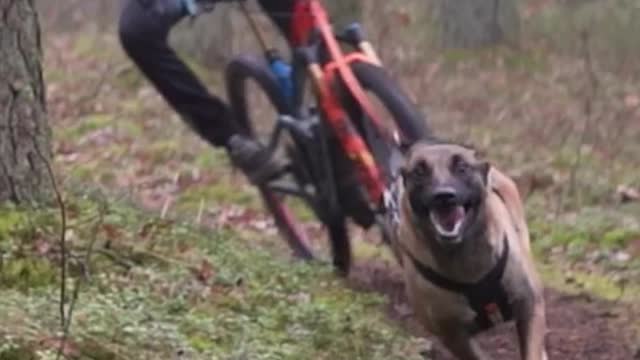 Hiking with dog