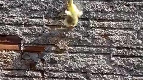 The Great Duckling Escape #shorts #viral #shortsvideo #video