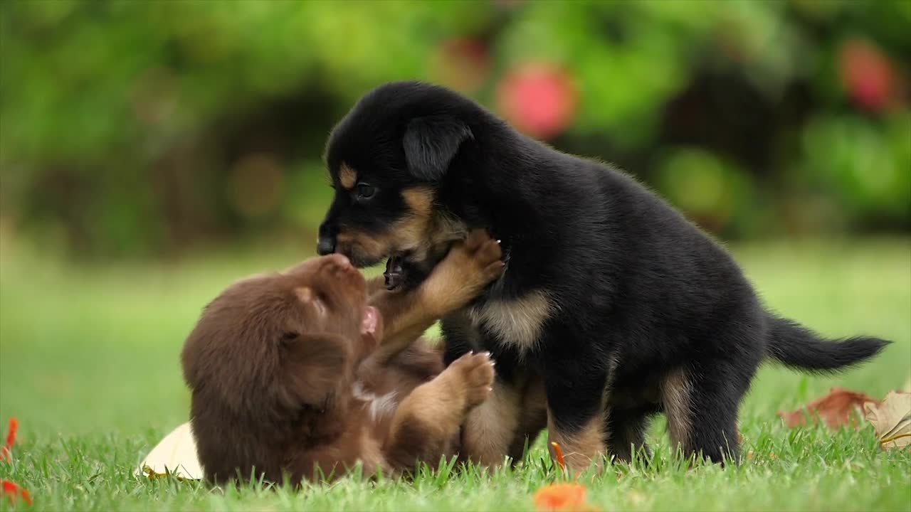 Two cute puppies