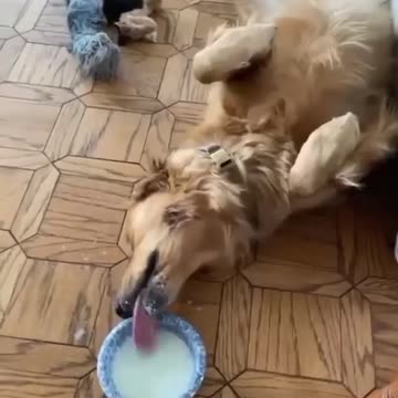 Various instances of pets being petted by residents No. 27