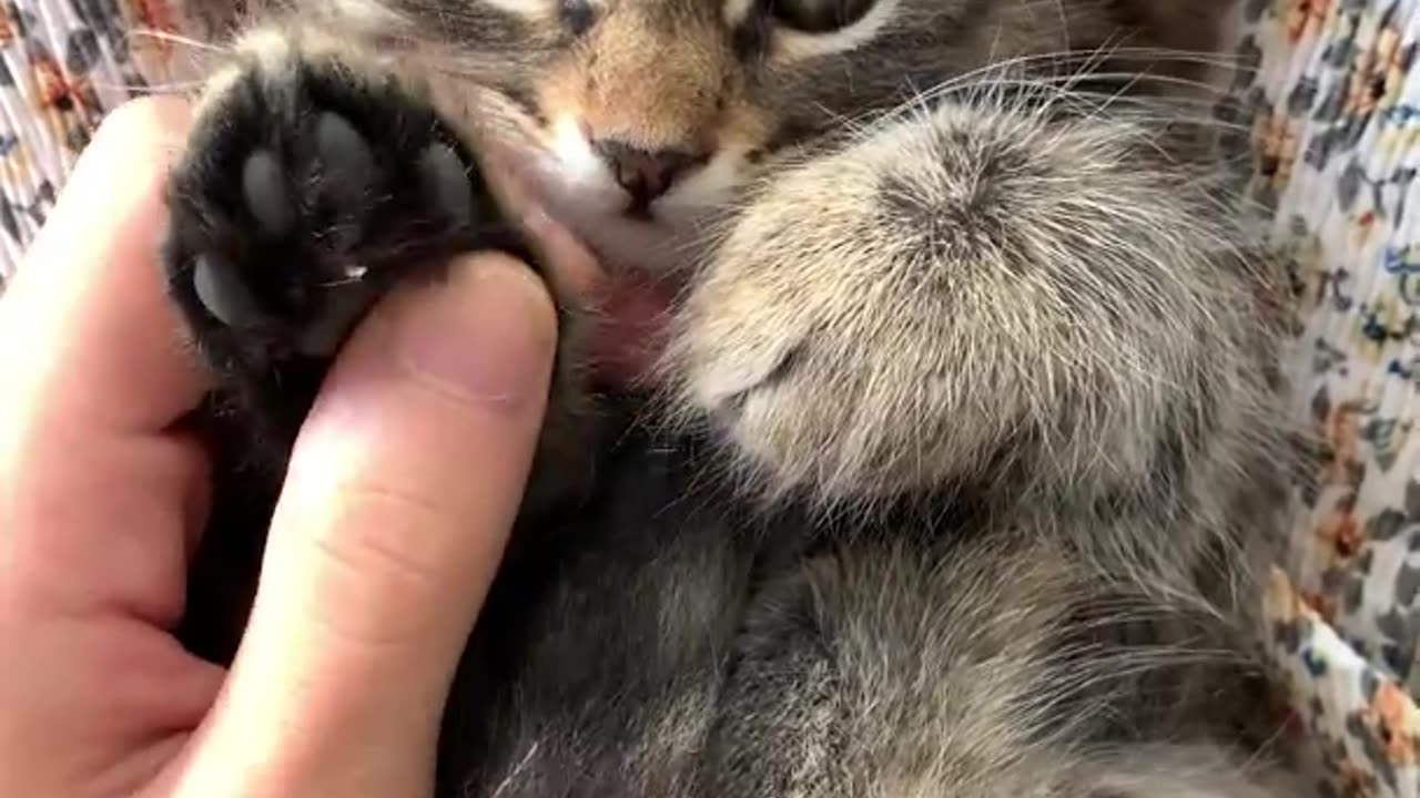 So cute cat video