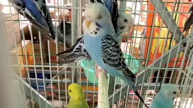 Beautiful birds and animals