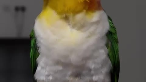 parrot 1