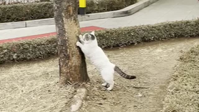 A street cat scratching a tree