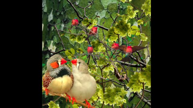 Birdsong