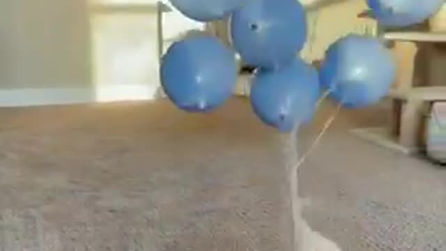 Baby puppy with balloons