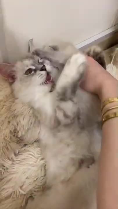 Сat William met his son named Kokos | So Cute | British Shorthair