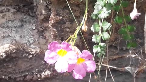 A rocky flower in mountains