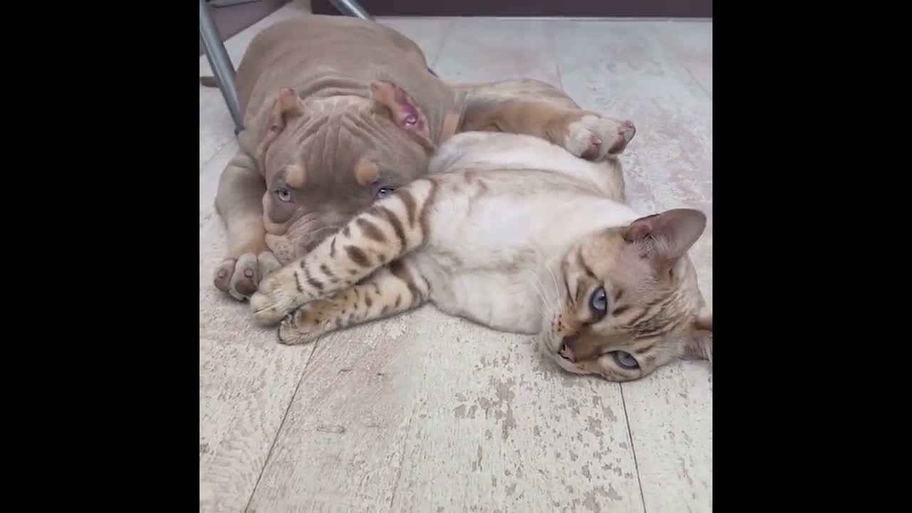 Best funny animals dog 🐕 and cat 🐈