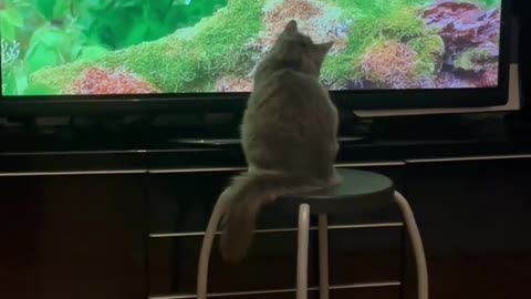 Calming Videos for Cats