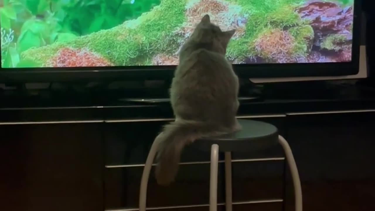 Calming Videos for Cats