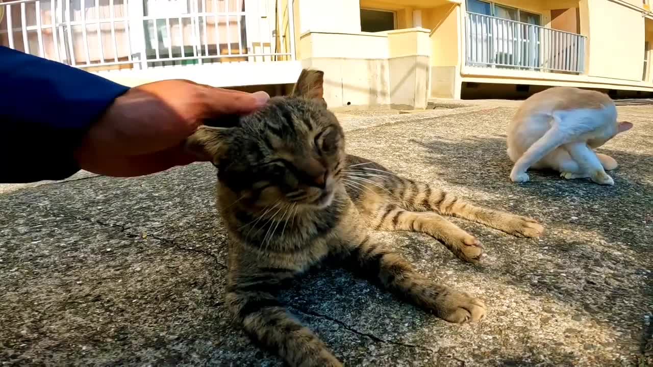 The cat in front of the housing complex rubs my feet and is cute