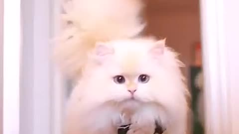 fluffy Persian Cat walking 😍