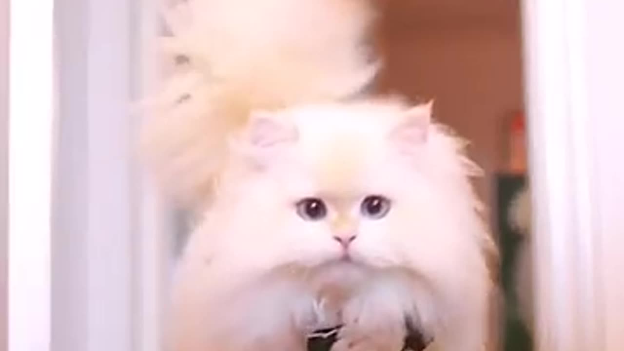 fluffy Persian Cat walking 😍