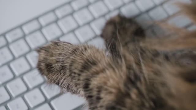 Tabby cat is typing text on a computer keyboard